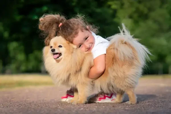 Anjing Pomeranian