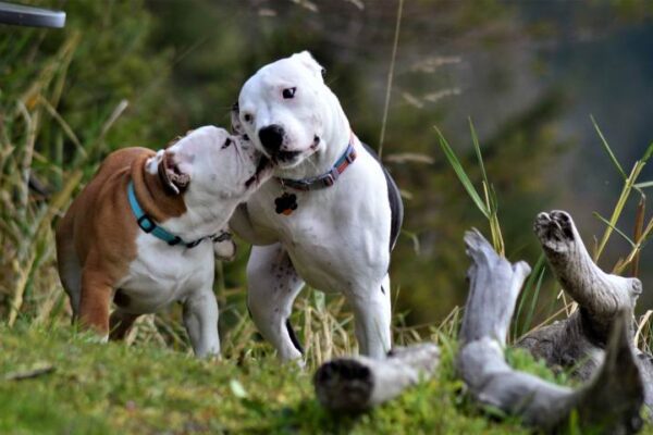 Anjing Pitbull