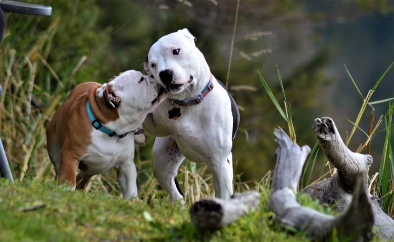 Anjing Pitbull