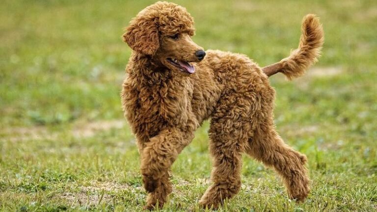 Anjing Toy Poodle