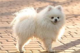 Anjing Poppy