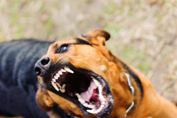 Anjing Terganas