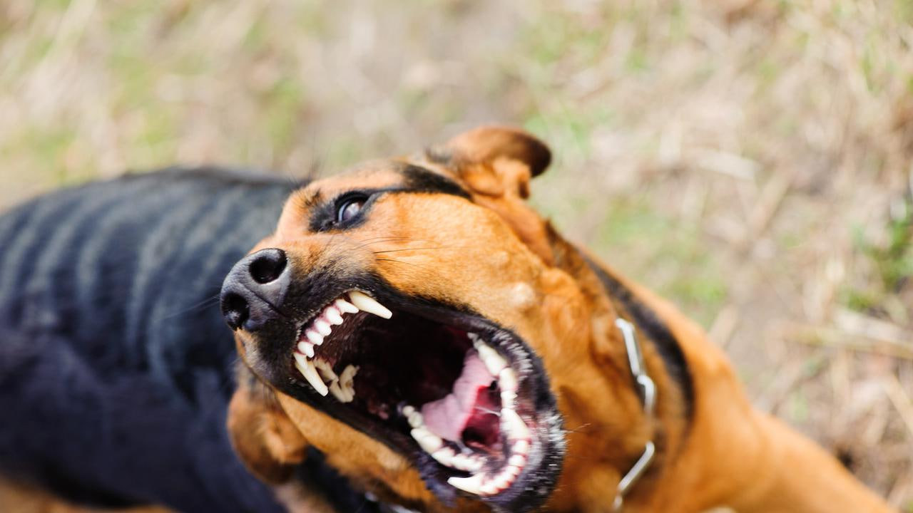 Anjing Terganas