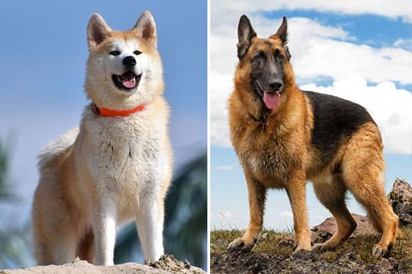 Anjing Setia dan Jujur