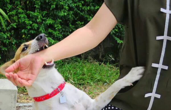 anjing berbahaya