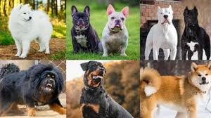 anjing paling populer