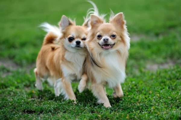 anjing kecil