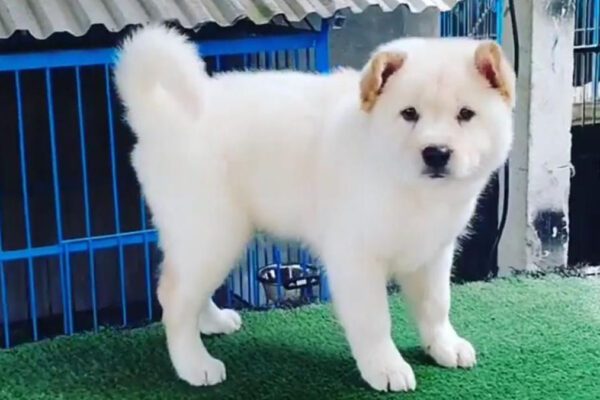 Jenis Anjing