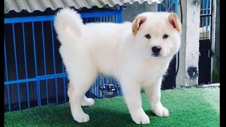 Mengenal Jenis Anjing Berdasarkan Asal Negara Dan Sejarahnya