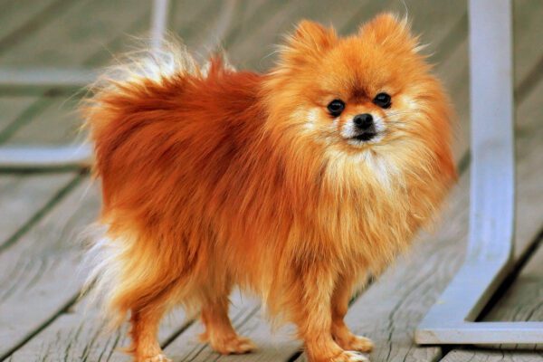 investasi anjing