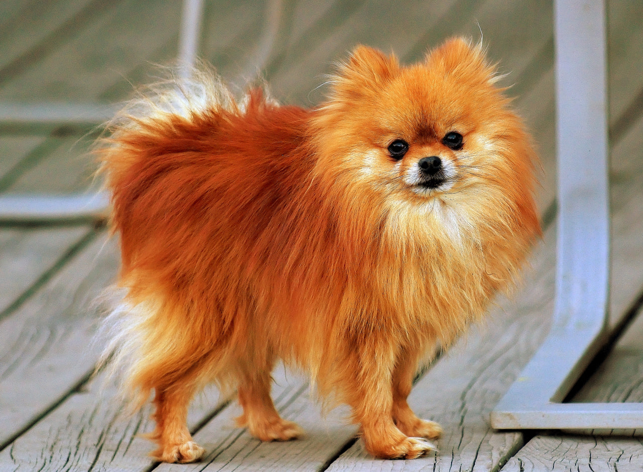 investasi anjing