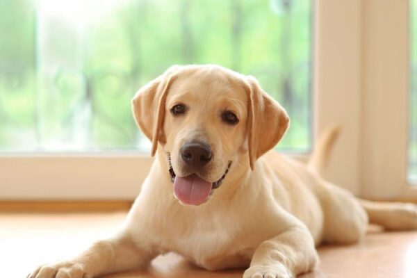 Anjing Paling Mandiri
