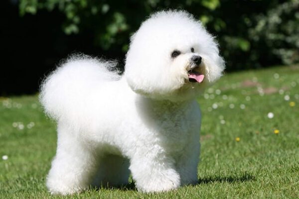Jenis Anjing Hypoallergenic