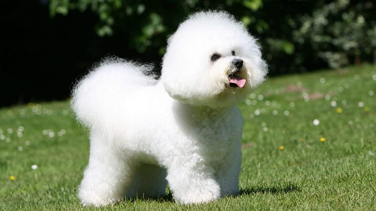 Jenis Anjing Hypoallergenic