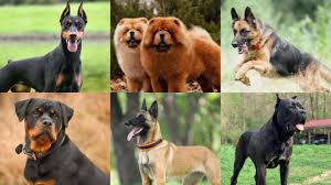 anjing penjaga terbaik