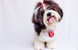 Jenis Anjing Hypoallergenic