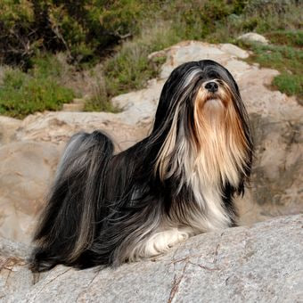 Jenis Anjing Berbulu Panjang Yang Menawan Dan Perawatannya