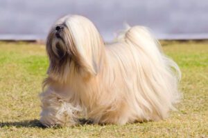 anjing berbulu panjang