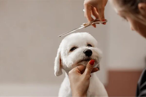 merawat bulu anjing