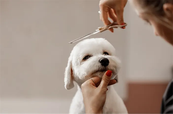 merawat bulu anjing
